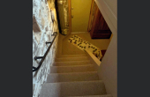 3620JulianCreekRd-Stairs