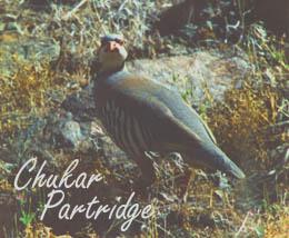 ChukarPartridge